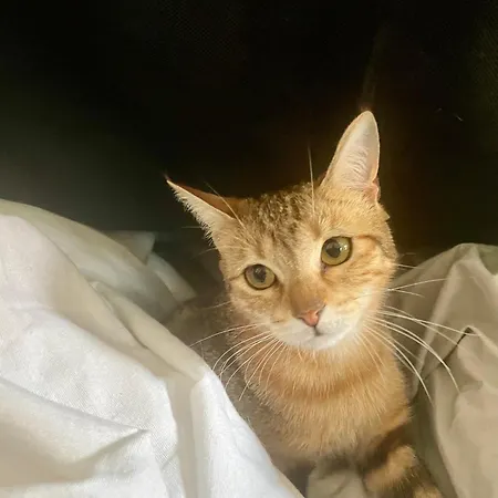 Canape-lit Men Only Ambiance Vintage Boheme Plantes Proche Centre *