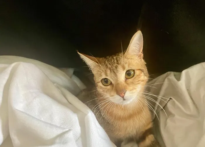 Canape-lit Men Only Ambiance Vintage Boheme Plantes Proche Centre *